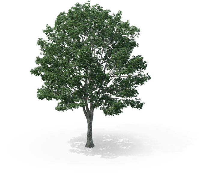 Illustration of a tree